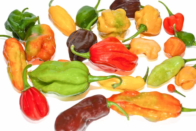 Habaneros