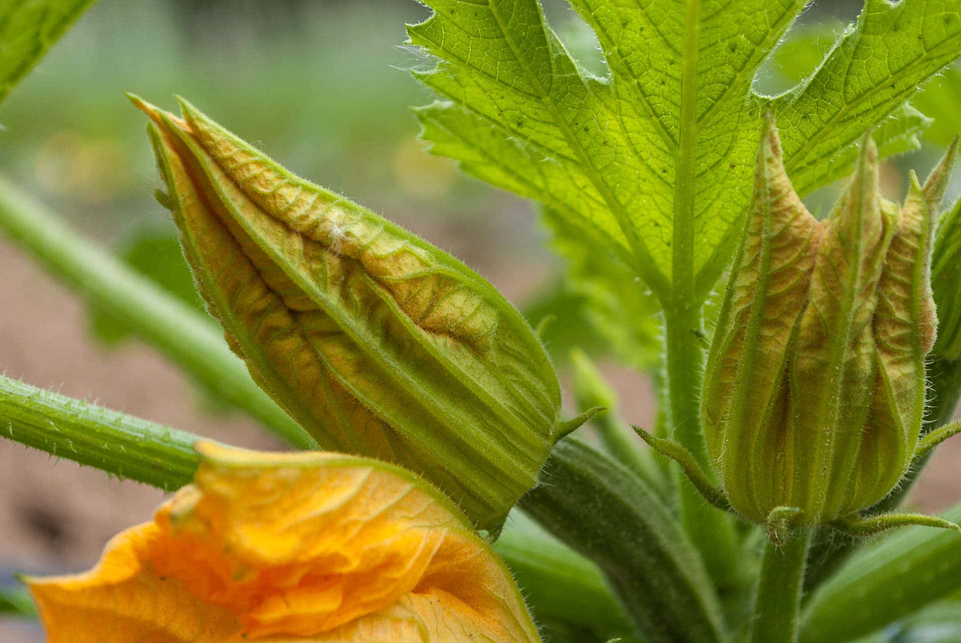 Recetas de flores - Recetas mexicanas