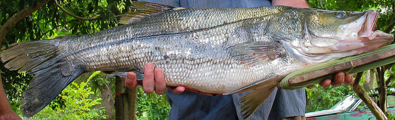 Recetas de pescados